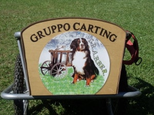 bovaro del bernese raduno grabber folgaria 2016 19